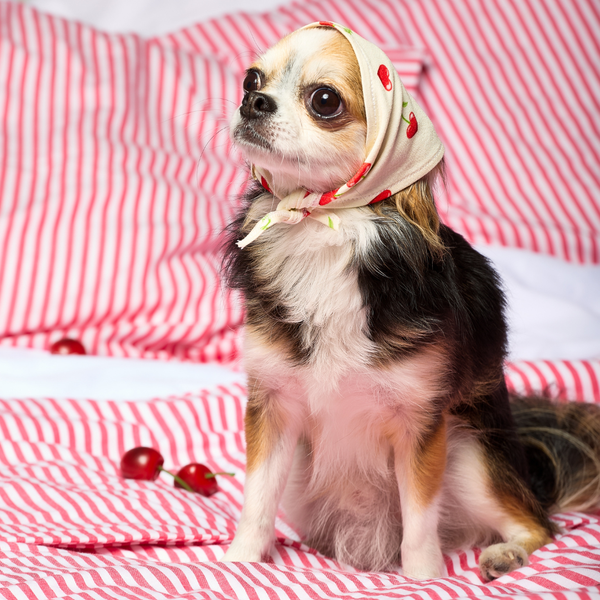 PET